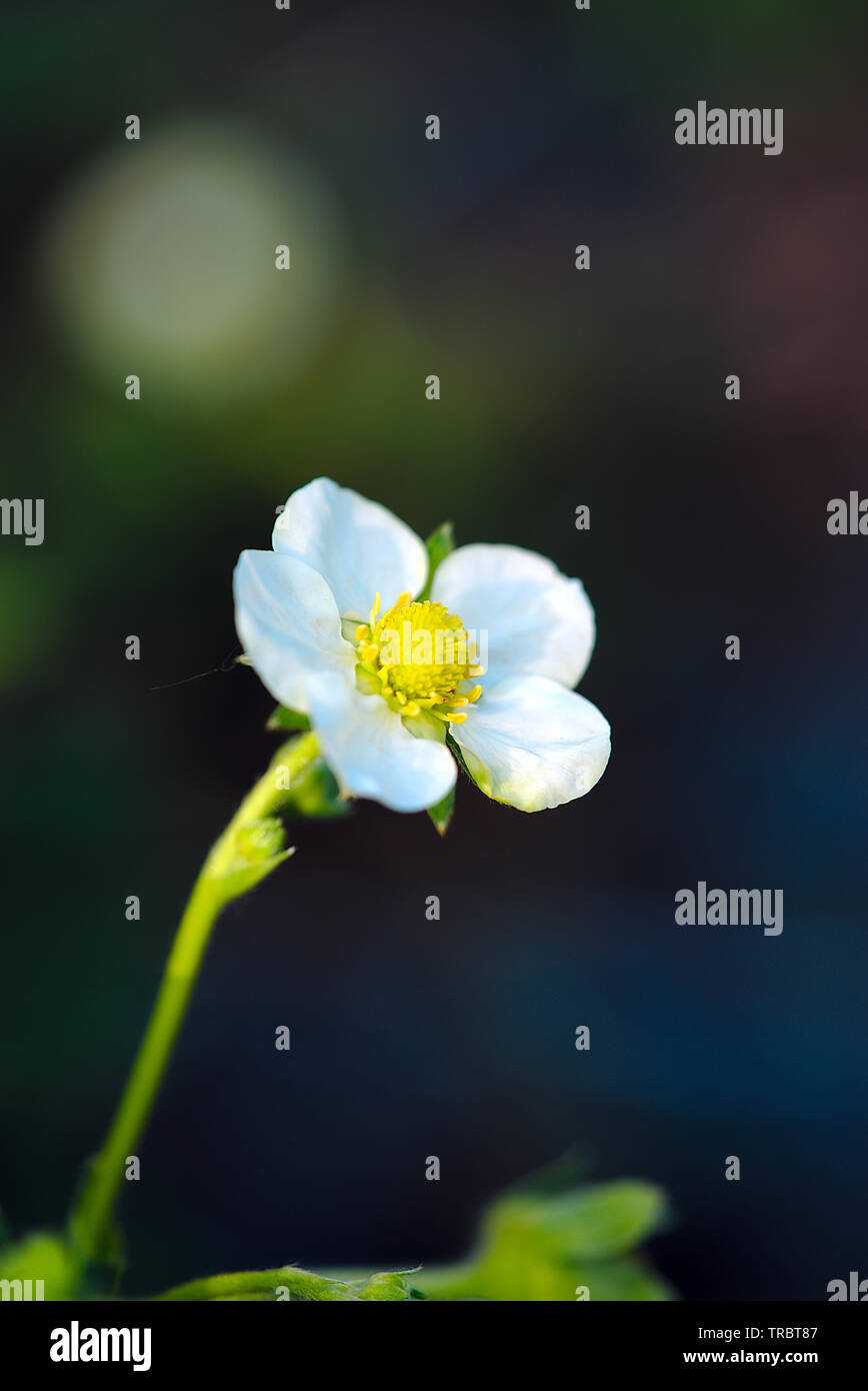 Erdbeere Blüte im Frühjahr, Gemüsegarten Stockfoto