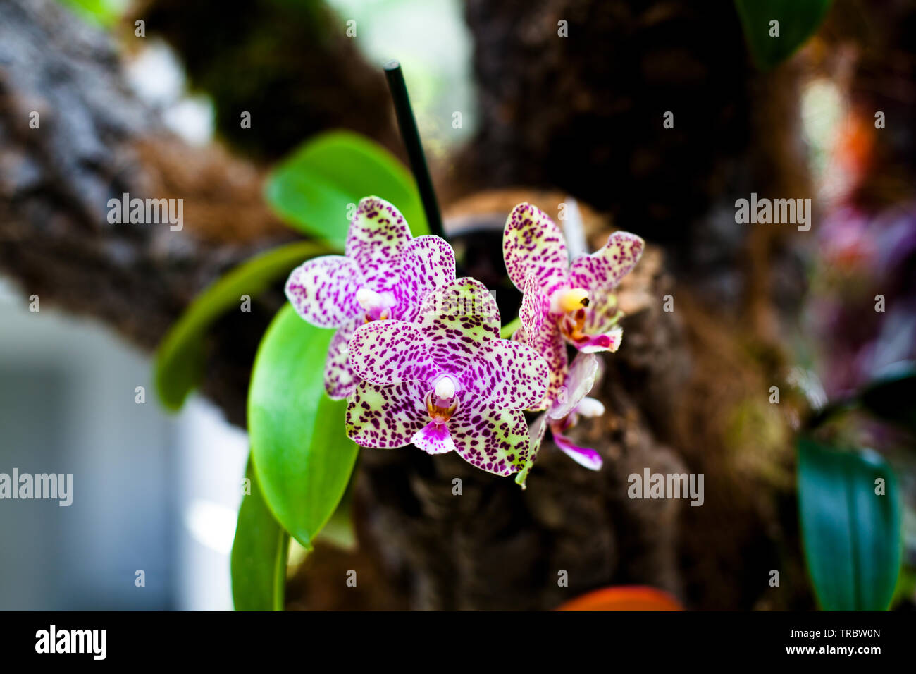 Orchidee. Farbenprächtige Orchideen in Blüte. Blühende Orchidee in orchidarium. Stockfoto