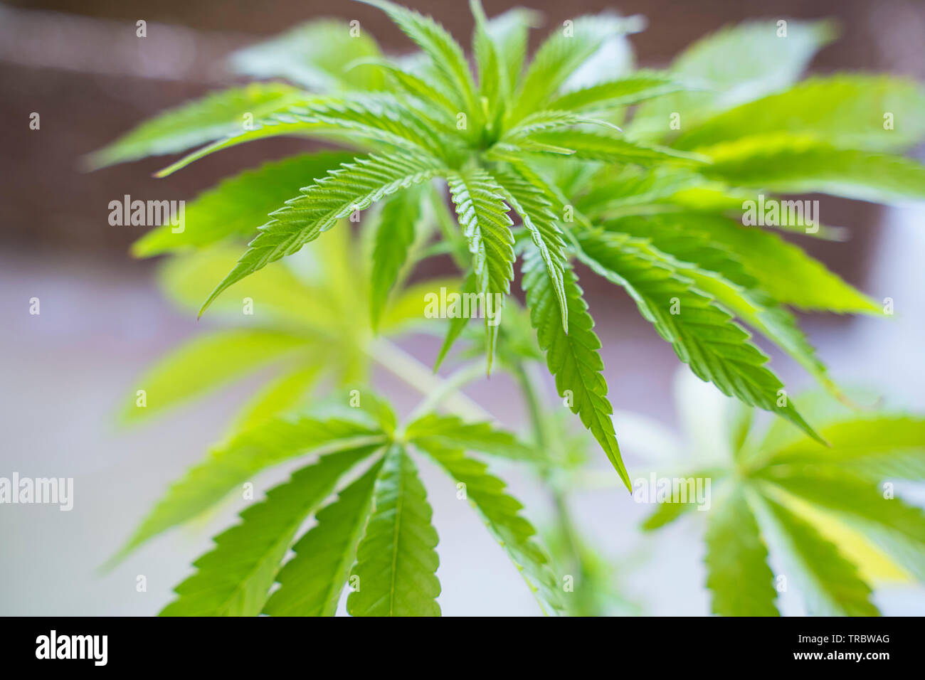 Cannabis Sativa, Werk, Marihuana Stockfoto