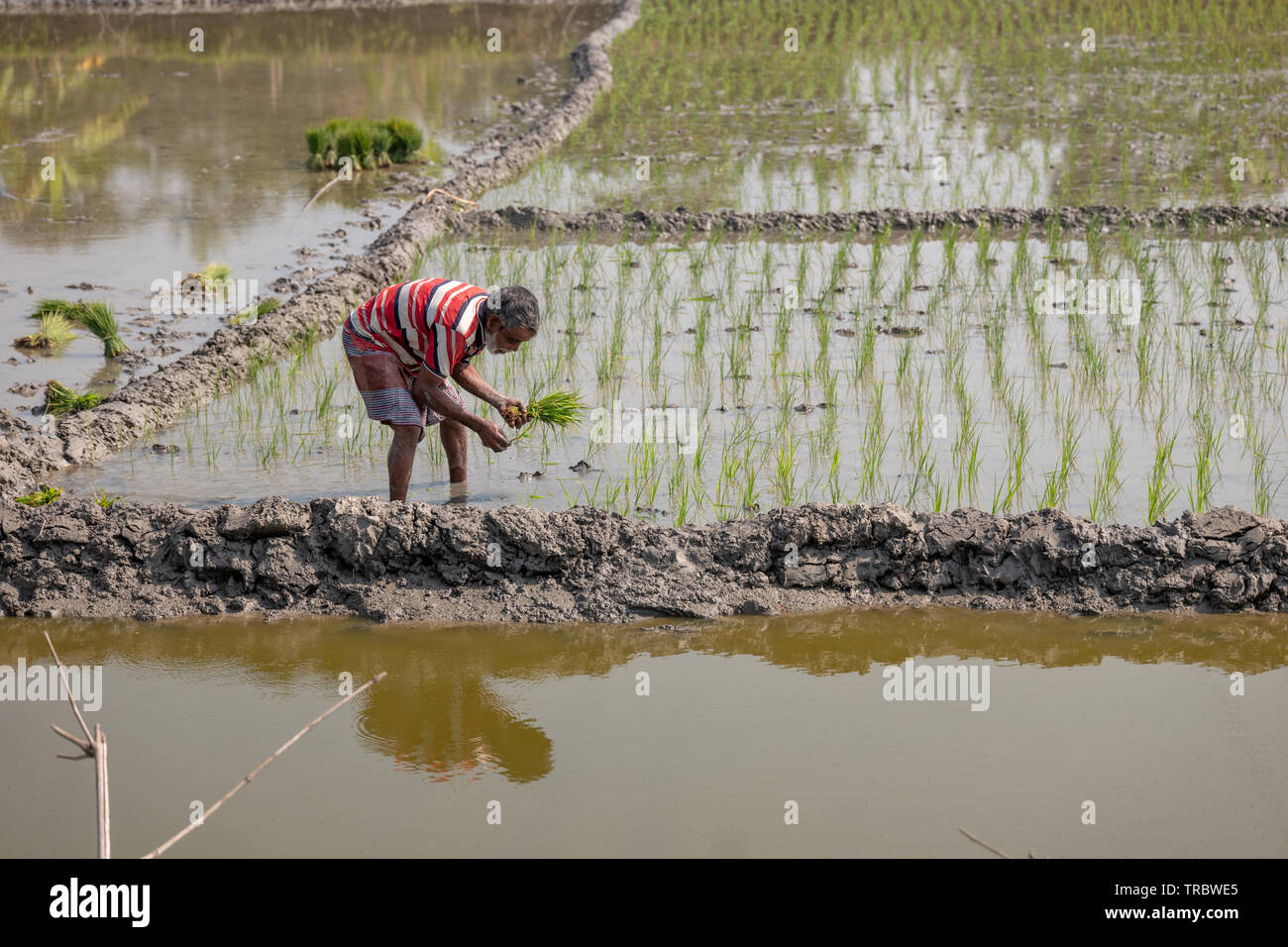 Pflanzung von Reis im ländlichen Bangladesch. Stockfoto