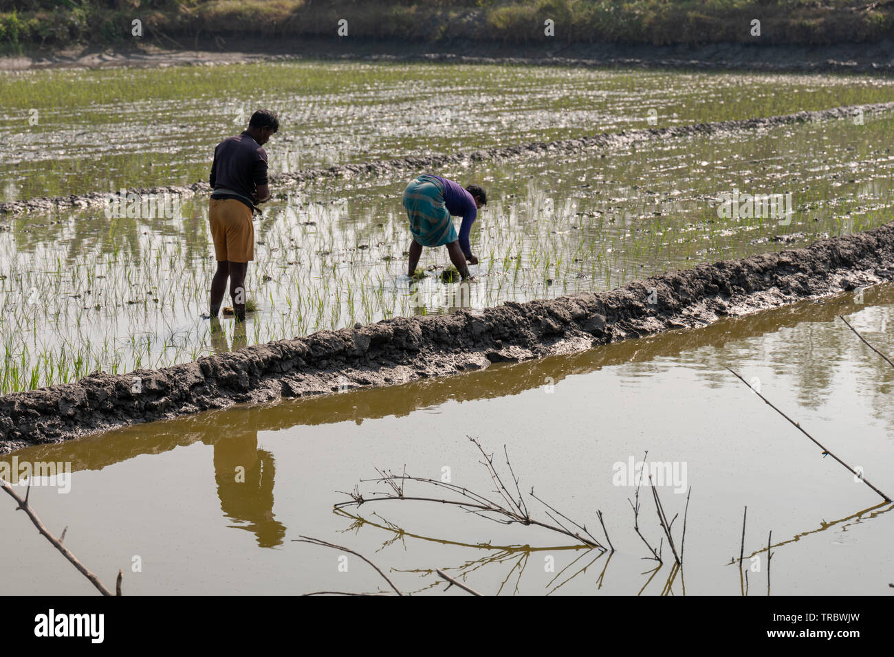 Pflanzung von Reis im ländlichen Bangladesch. Stockfoto
