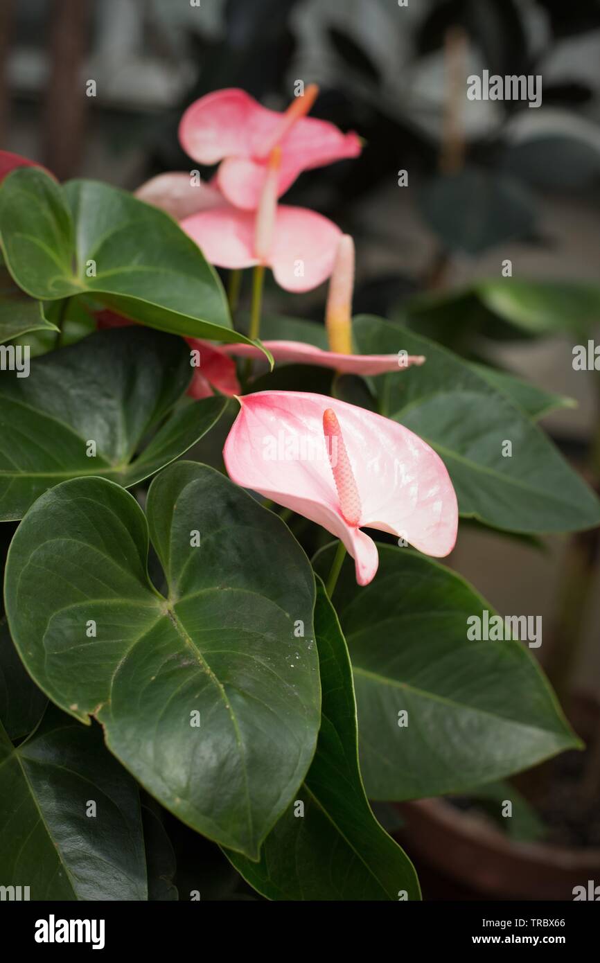 Flamingo Blume Pflanze - Anthurium scherzerianum - an Bushs Weide Park in  Salem, Oregon, USA Stockfotografie - Alamy