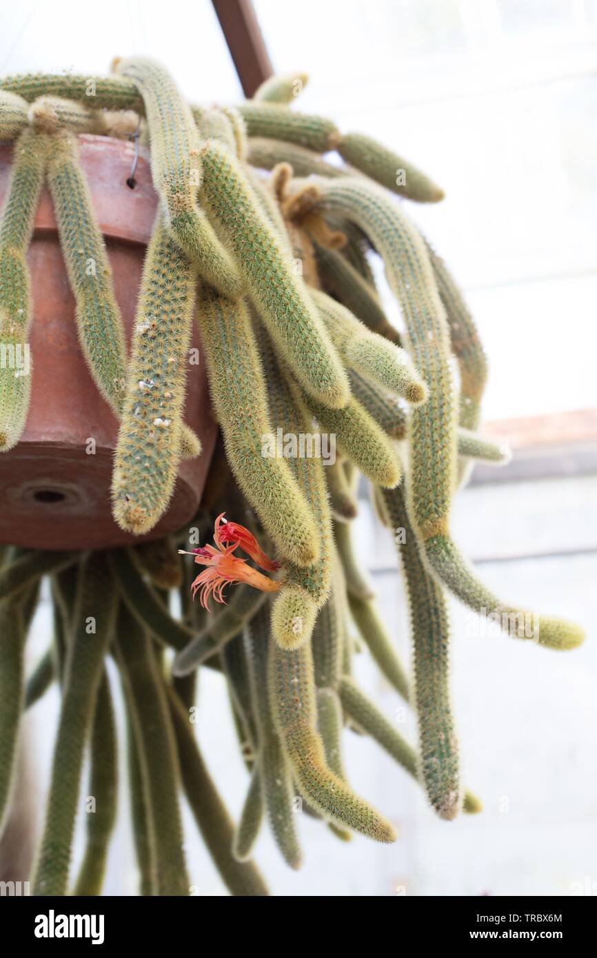 Cleistocactus winteri (Golden Rattenschwanz) Kaktus an Bushs Weide Park in  Salem, Oregon, USA Stockfotografie - Alamy