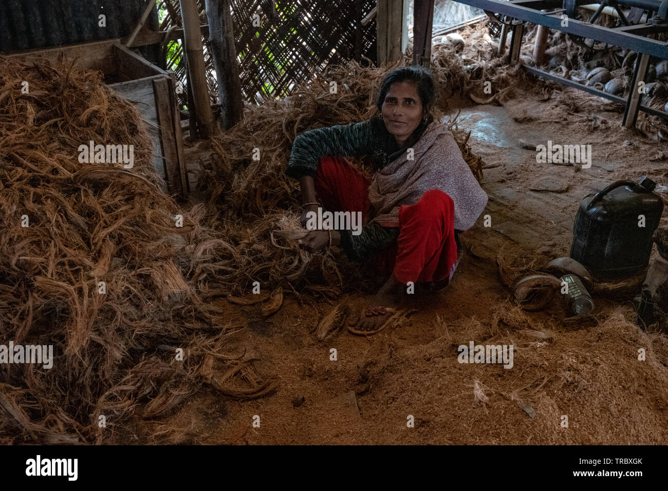 Ernte Kokosfasern aus Kokosnussschalen im ländlichen Bangladesch Stockfoto