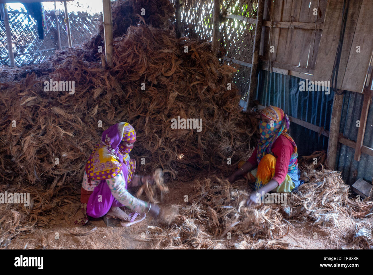Ernte Kokosfasern aus Kokosnussschalen in Bangladesch Stockfoto