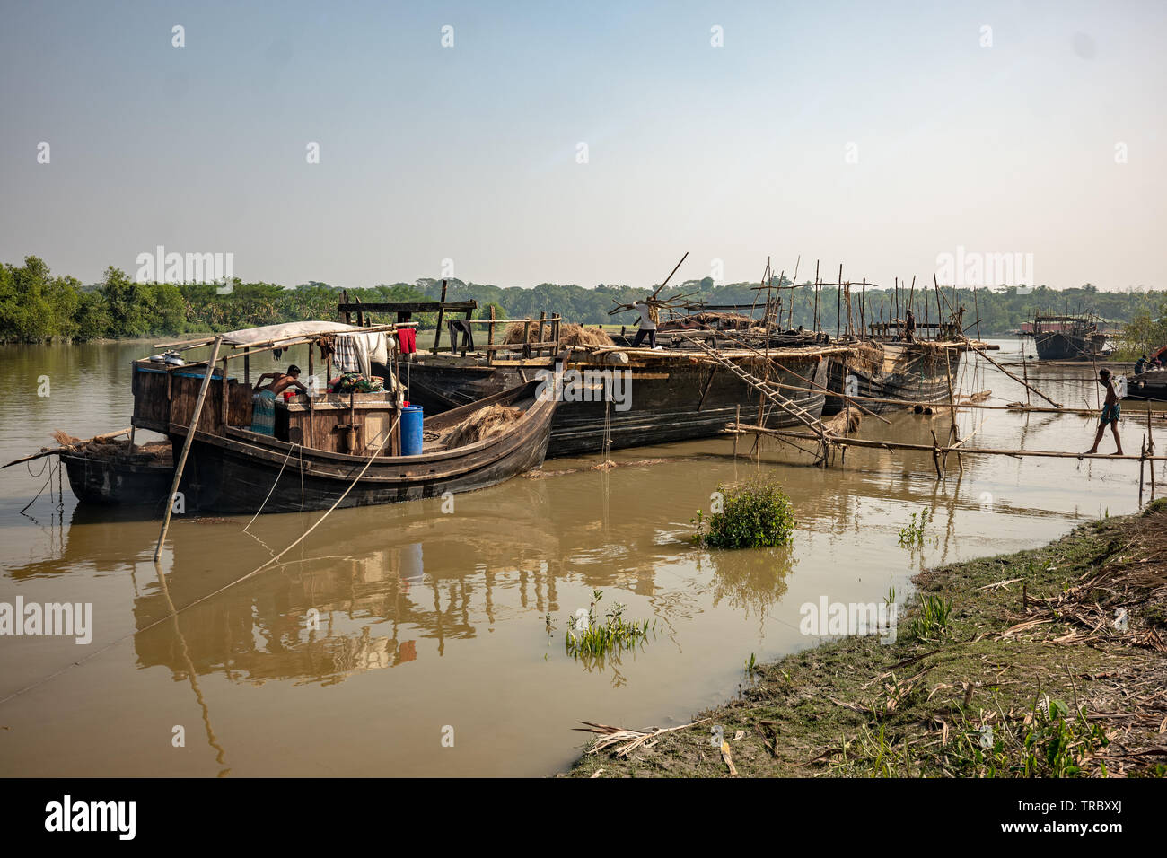 Reisstroh wird in Bangladesch geerntet und auf Booten verladen Stockfoto
