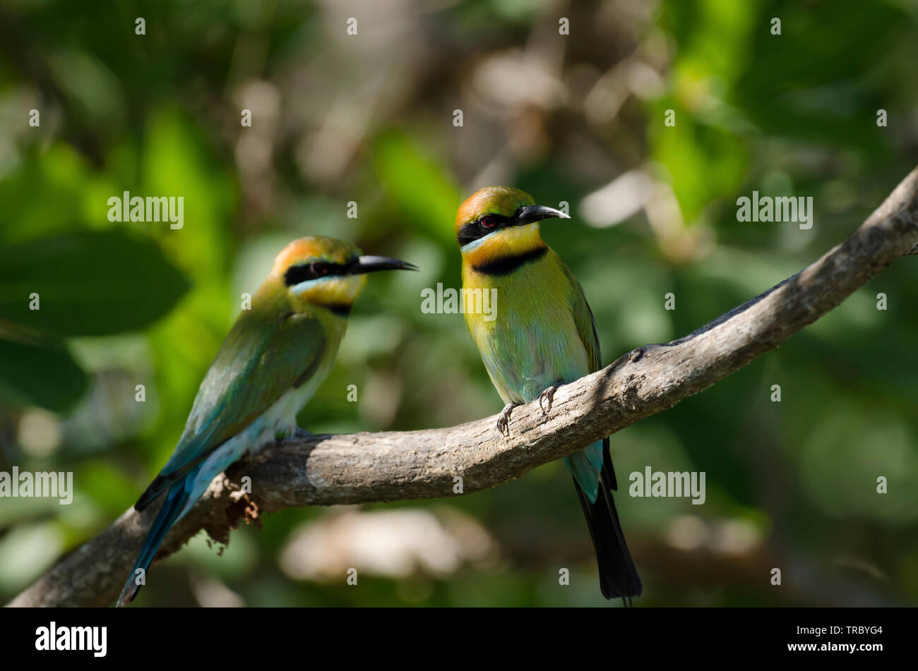 Rainbow Bienenfresser thront über dem Yellow Water Billabong, Kakadu, Australien Stockfoto