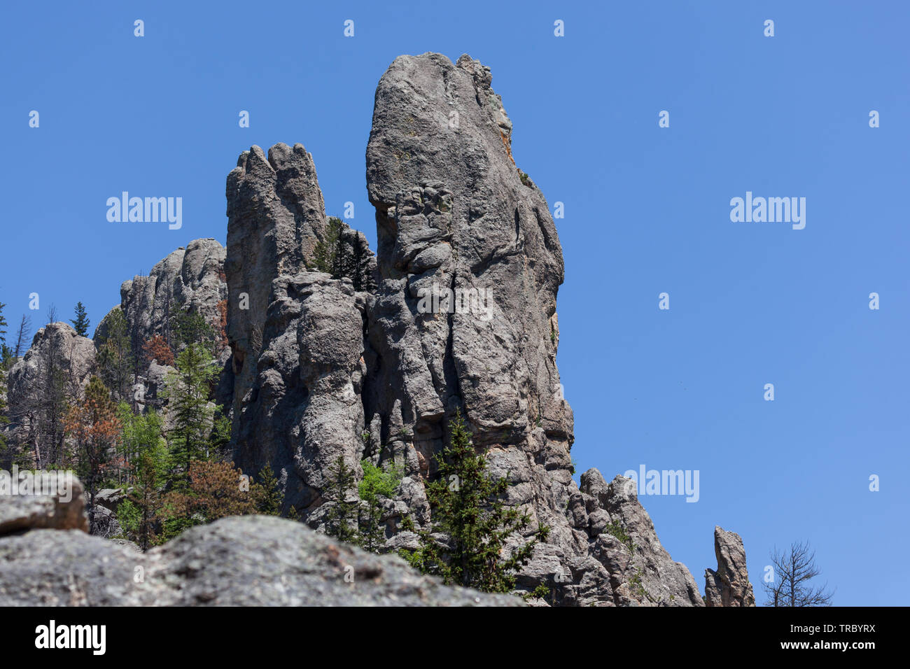 Riesige Felsformationen vor einem strahlend blauen Himmel in der Kathedrale Abschnitt Türme der Custer State Park in South Dakota. Stockfoto