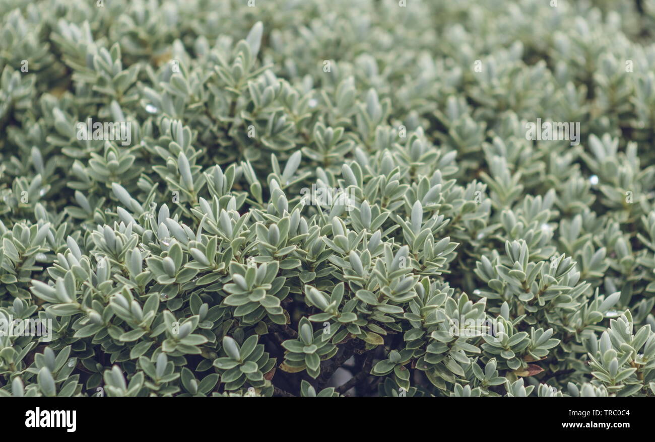 Veronica hebe Fotos und Bildmaterial in hoher Auflösung Alamy