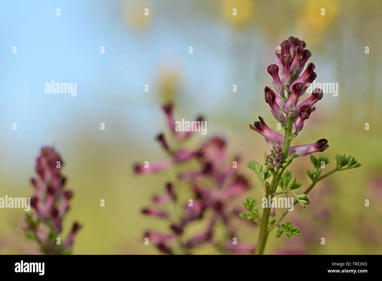 Close-up Fumaria Officinalis lila Wildflower gegen die blühende Wiese und blauer Himmel Stockfoto