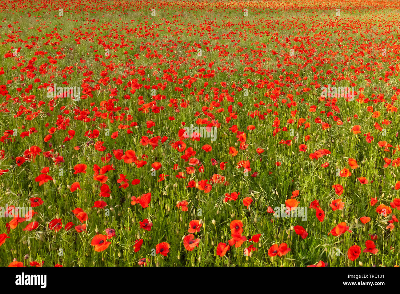 Bereich der rote Mohn mit keinen Horizont. Natur Hintergrund mit wild wachsenden Blumen Stockfoto