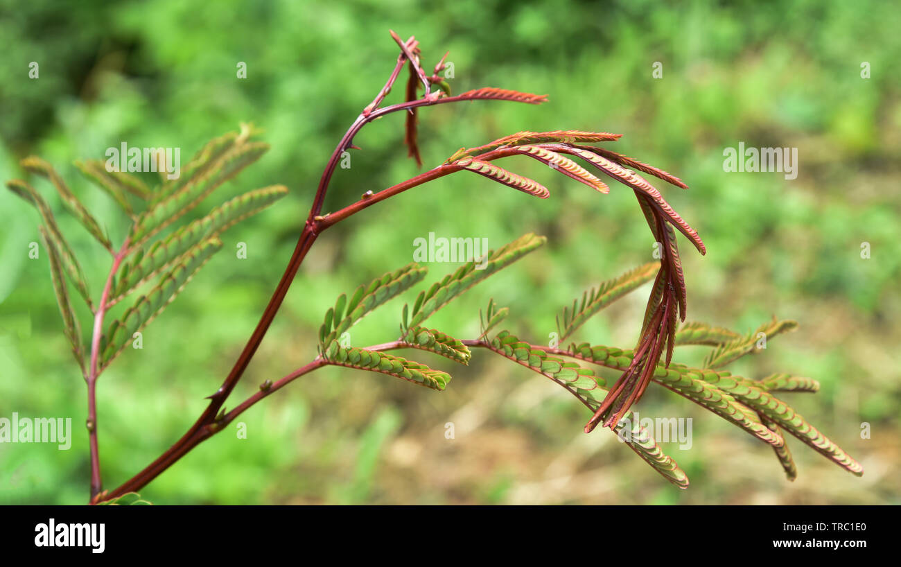 Seife Bobs Anlage auf Baum grün Blatt für Lebensmittel und Kraut / Acacia sp. Stockfoto