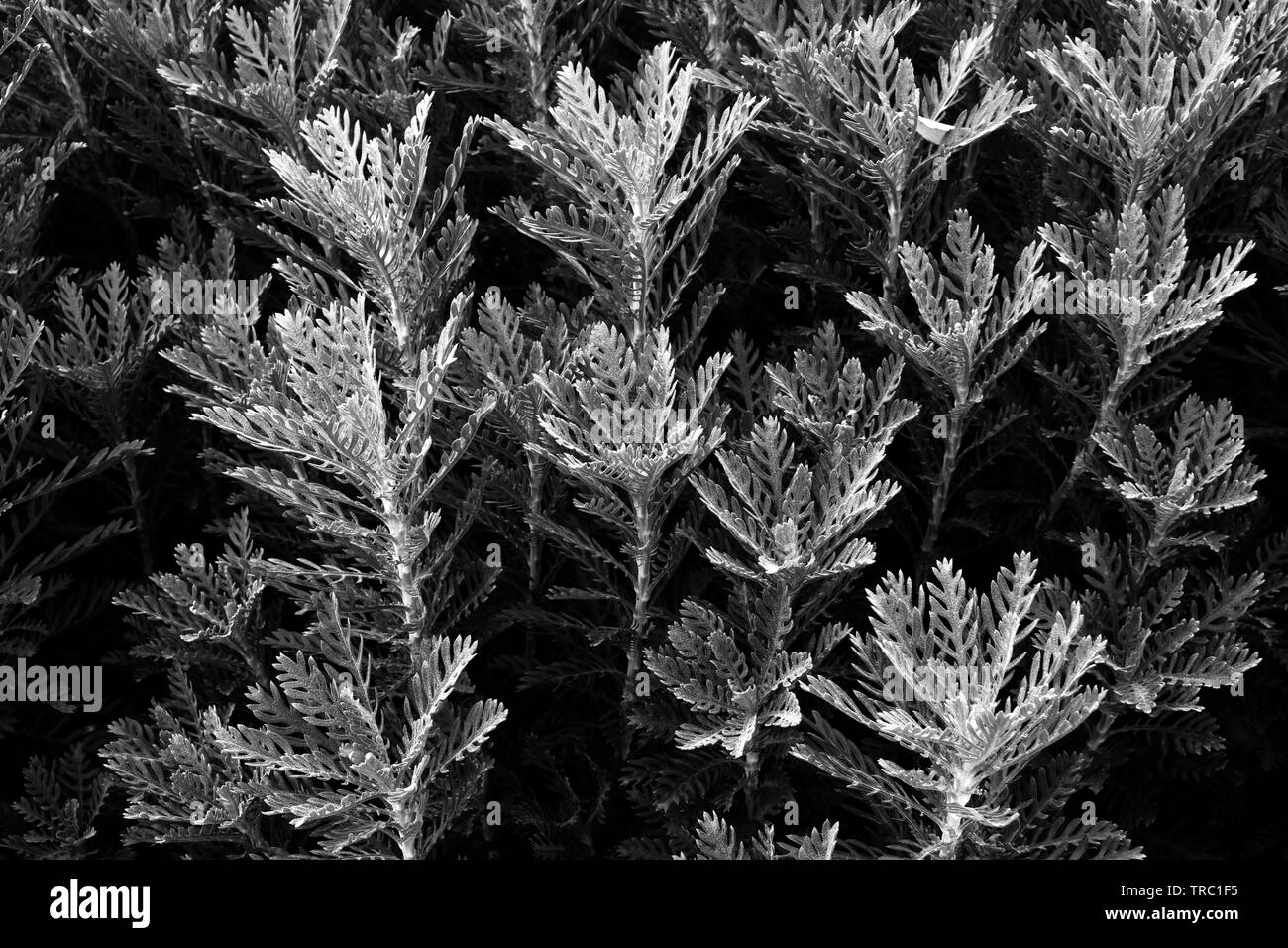 Silbrigen Blätter Sommer Licht Stockfoto