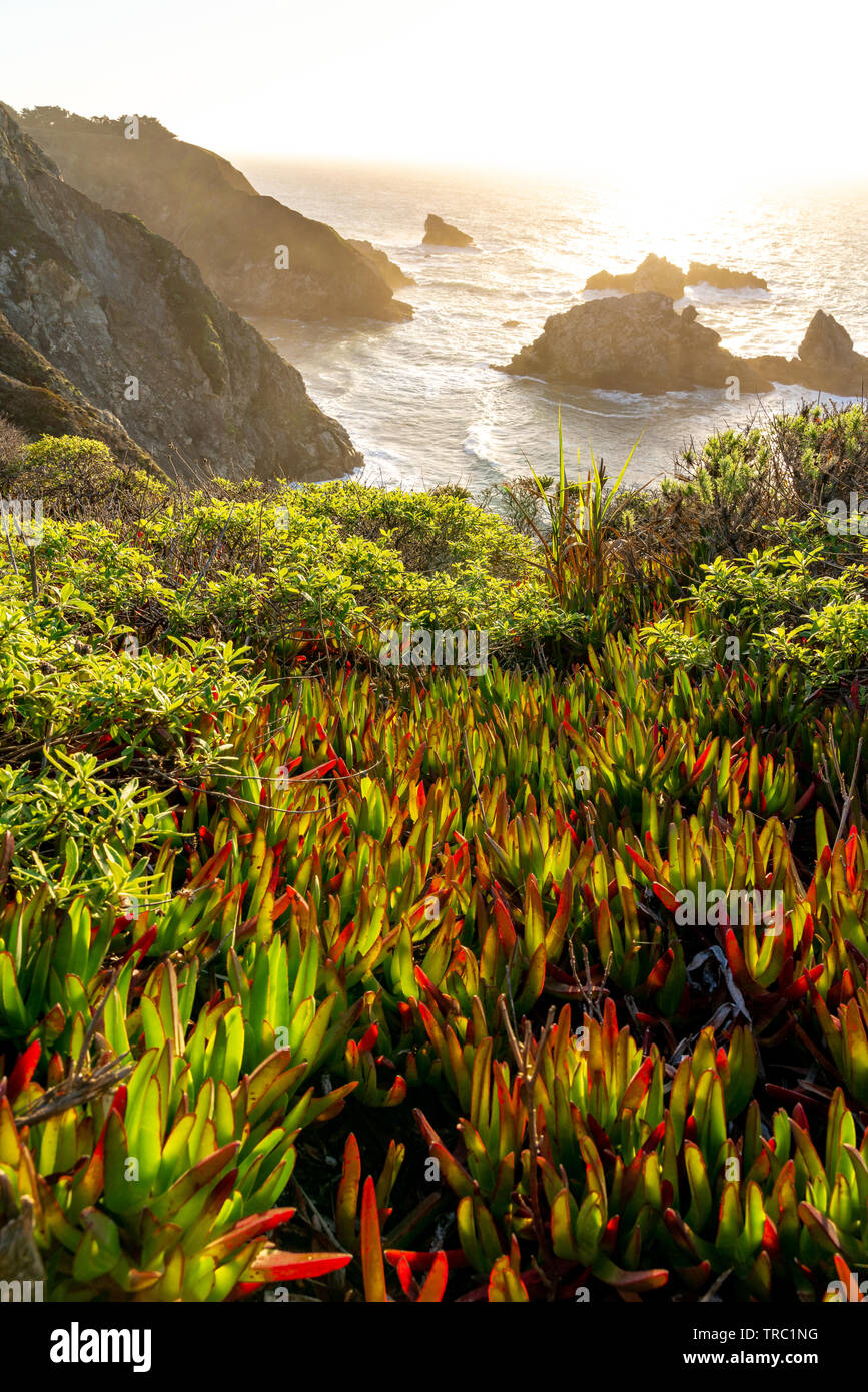 Schöne rote und grüne Sukkulenten auf einer Klippe mit Blick auf die Küste von Big Sur, Kalifornien während des Sonnenuntergangs. Stockfoto