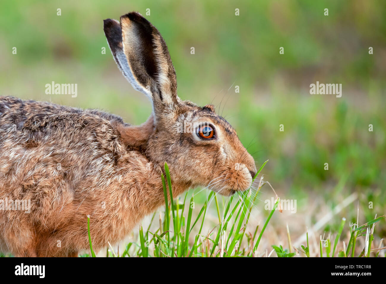 Atemberaubende wild Feldhase hautnah. Seite Profil eines Hasen essen Gras. Schönen natürlichen Szene mit Wildtieren in Aktion Stockfoto