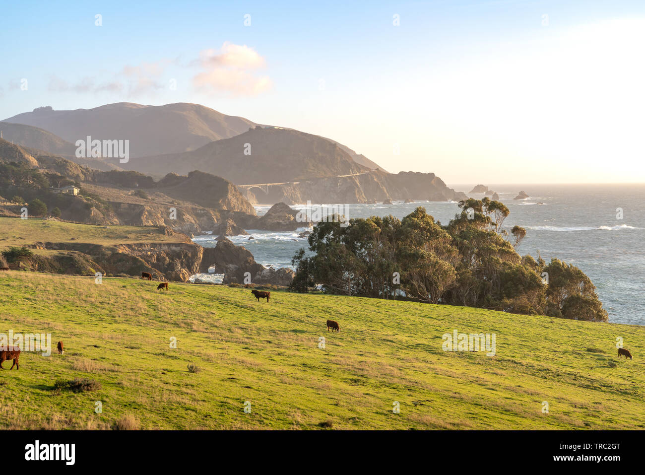 Fernsicht auf Bibxy Brücke und der wunderschönen Küste von Big Sur eine Ranch mit Vieh weiden auf grünem Gras. - Big Sur, Kalifornien, USA Stockfoto