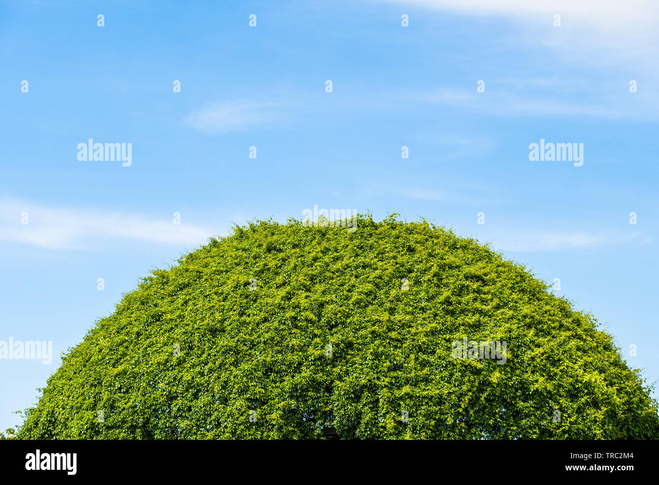 Abstract die Hälfte ball Kuppel aus grünen Pflanzen gegen den blauen Himmel Stockfoto