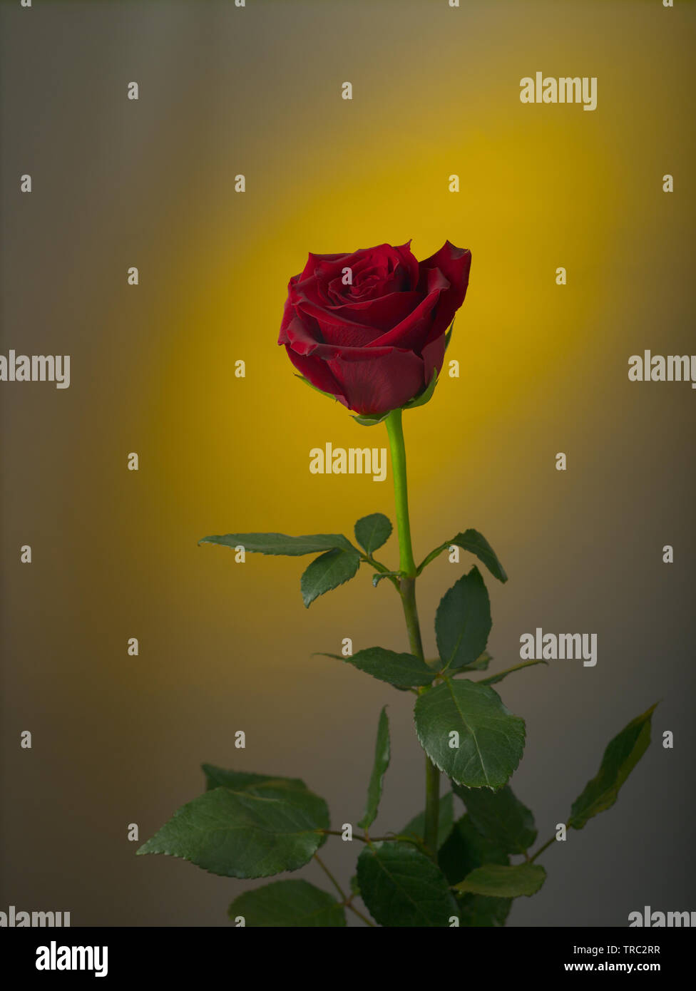 Eine Blume der roten Rose auf einem farbigen Hintergrund Stockfoto