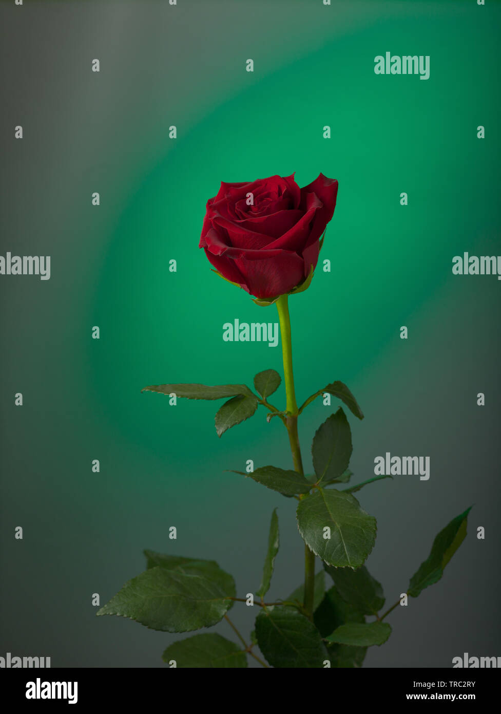 Eine Blume der roten Rose auf einem farbigen Hintergrund Stockfoto