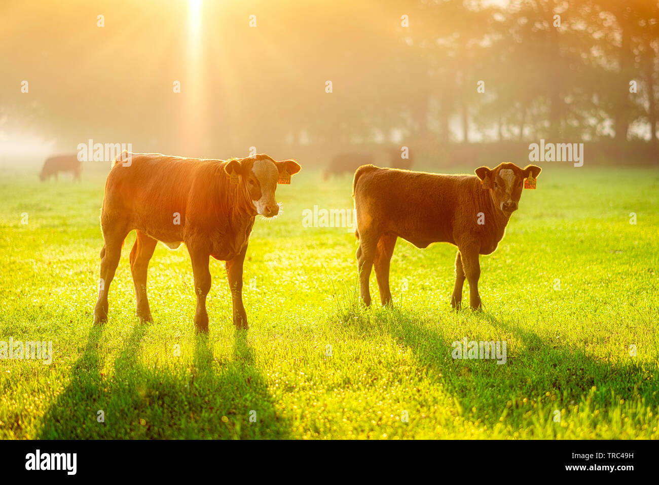 Zwei Kälber in der Goldenen sonnigen Morgen. Trübe Stimmung auf der Wiese. Stockfoto