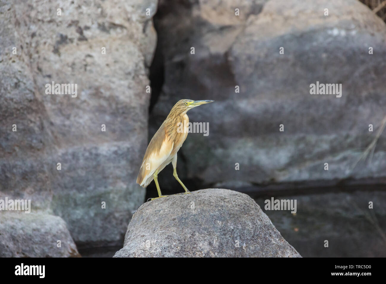 Squacco Heron hocken auf einem Felsen in der Nähe von Aswan Nil Stockfoto