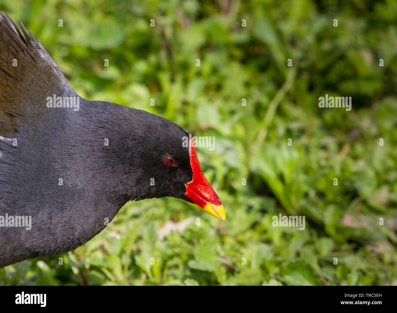 Teichhuhn an Slimbridge Stockfoto