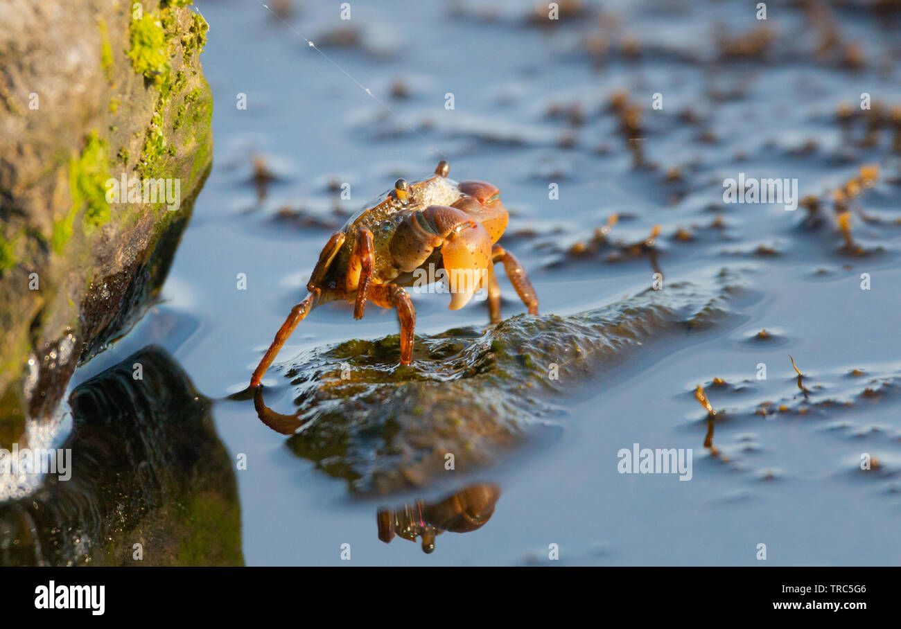 Kleine Krabbe Sonnenbaden an einem schönen Morgen an einem See in den Niederlanden Stockfoto