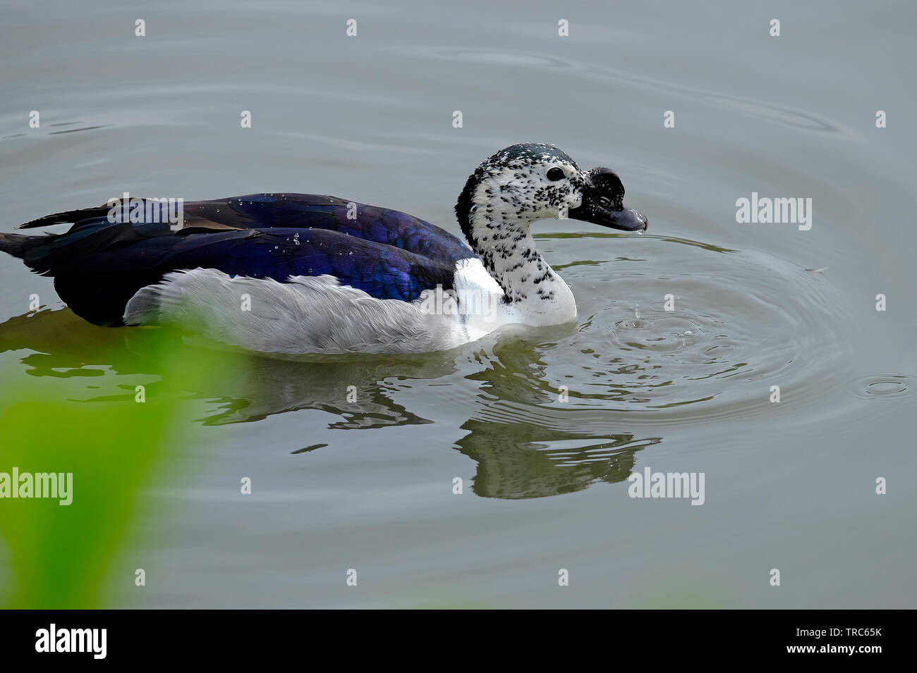 Captive Knopf berechnet, afrikanische Kamm Ente auf dem Wasser, Norfolk, England Stockfoto