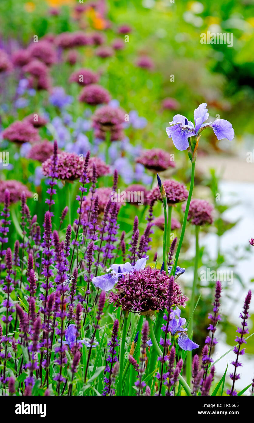 Gemischte Blumen in englischer Cottage Garden, Norfolk, England Stockfoto