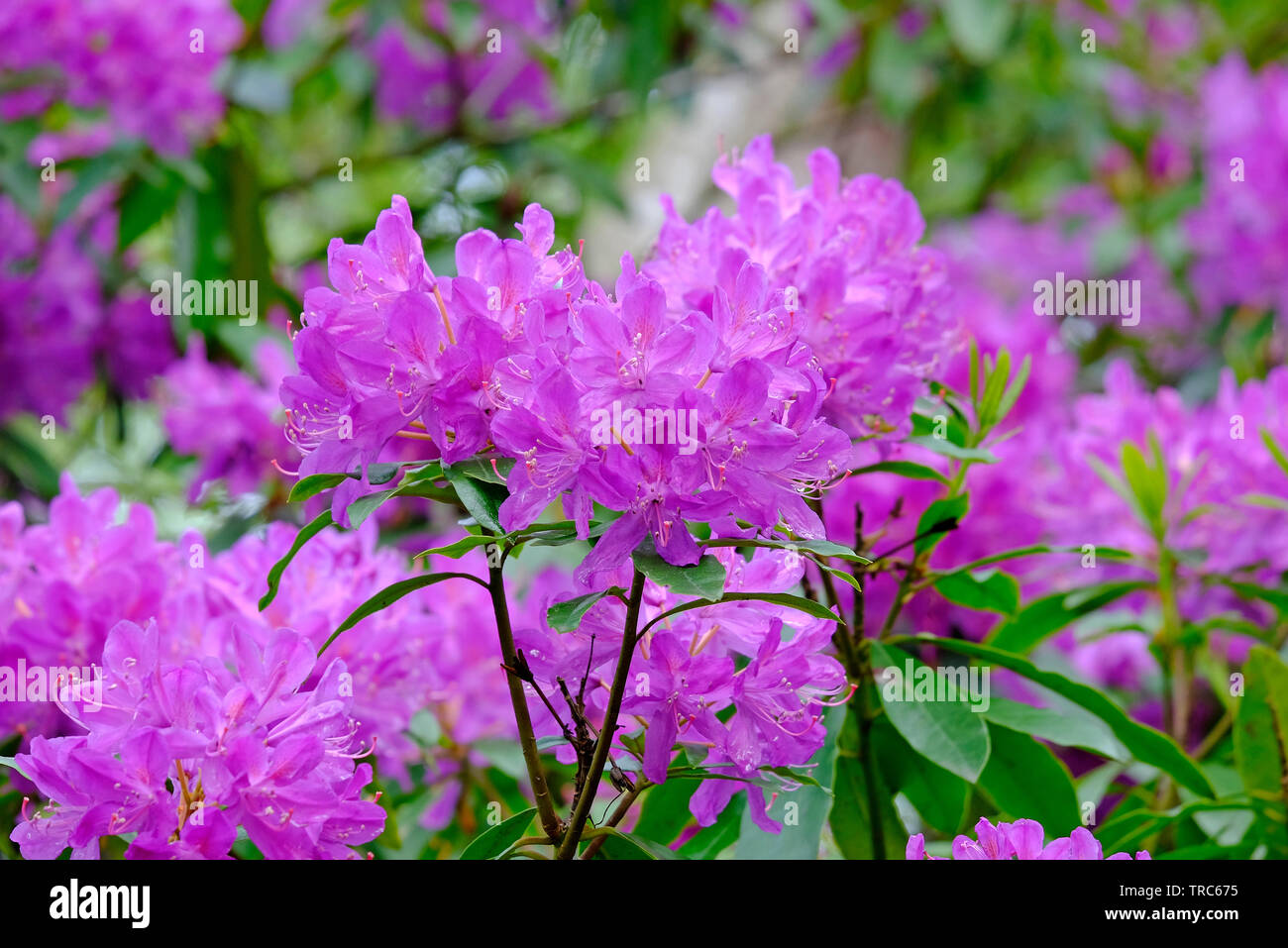 Rosa blühenden Rhododendron Blumen, schönen Ecke, sheringham, North Norfolk, England Stockfoto