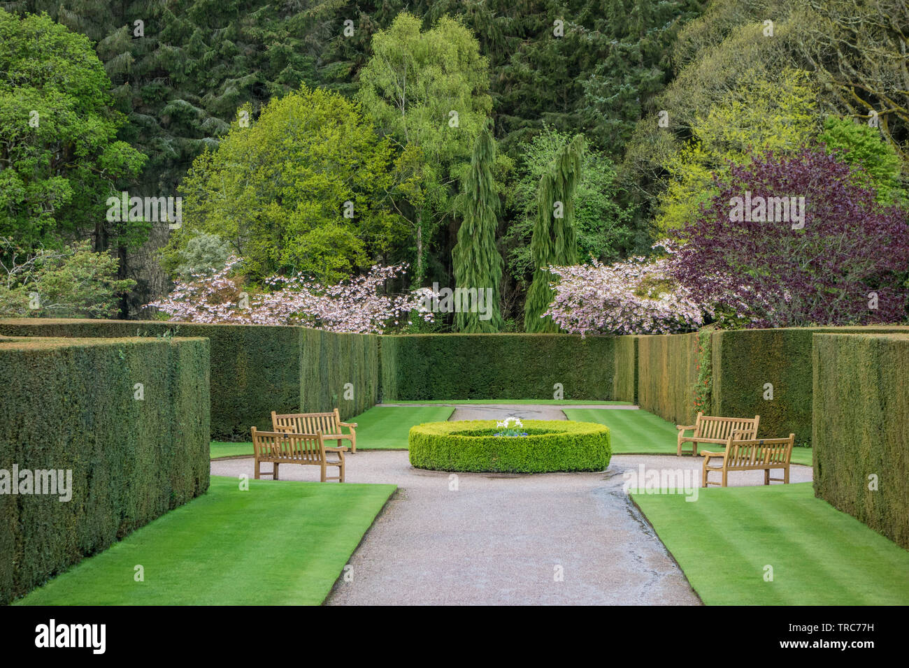 RHS Garden Rosemoor, ein Blick vom Eingang zu formalen Rasen und Hecken mit einem Hintergrund von Bäumen und Sträuchern, Stockfoto