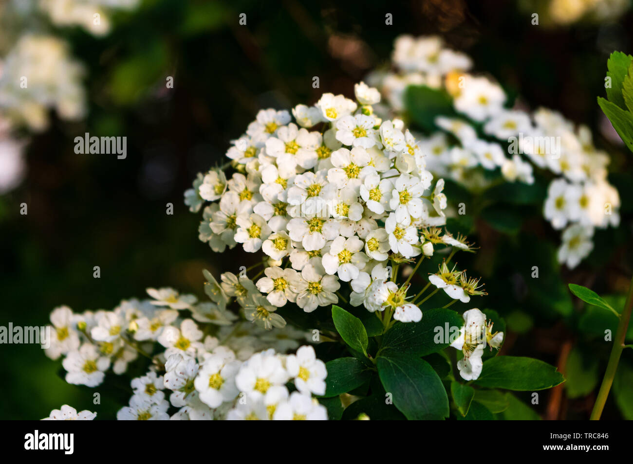 Weiße Blüten von common Hawthorn (Rosa moschata) Stockfoto