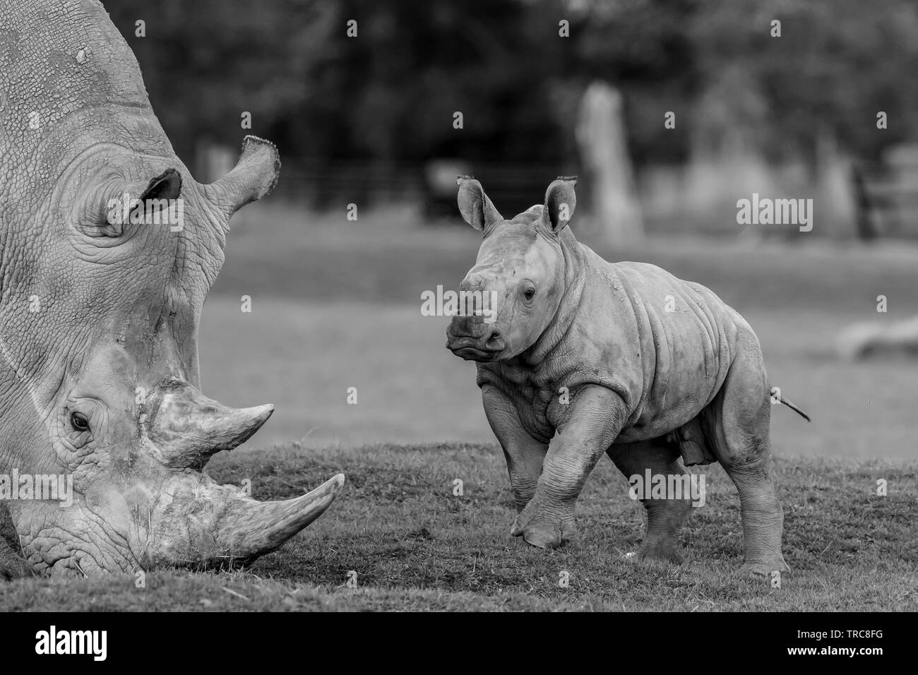 Schwarz-Weiß-Nahaufnahme von Southern White Nashörnern (Ceratotherium simum) im britischen Wildpark, verspieltes Baby-Nashorn, das beim Essen des Muttertieres aufspringt. Stockfoto