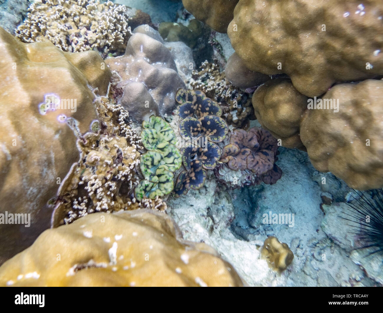 Big clam Gruppe multicolor versteckten Felsen in lipe Meer Stockfoto