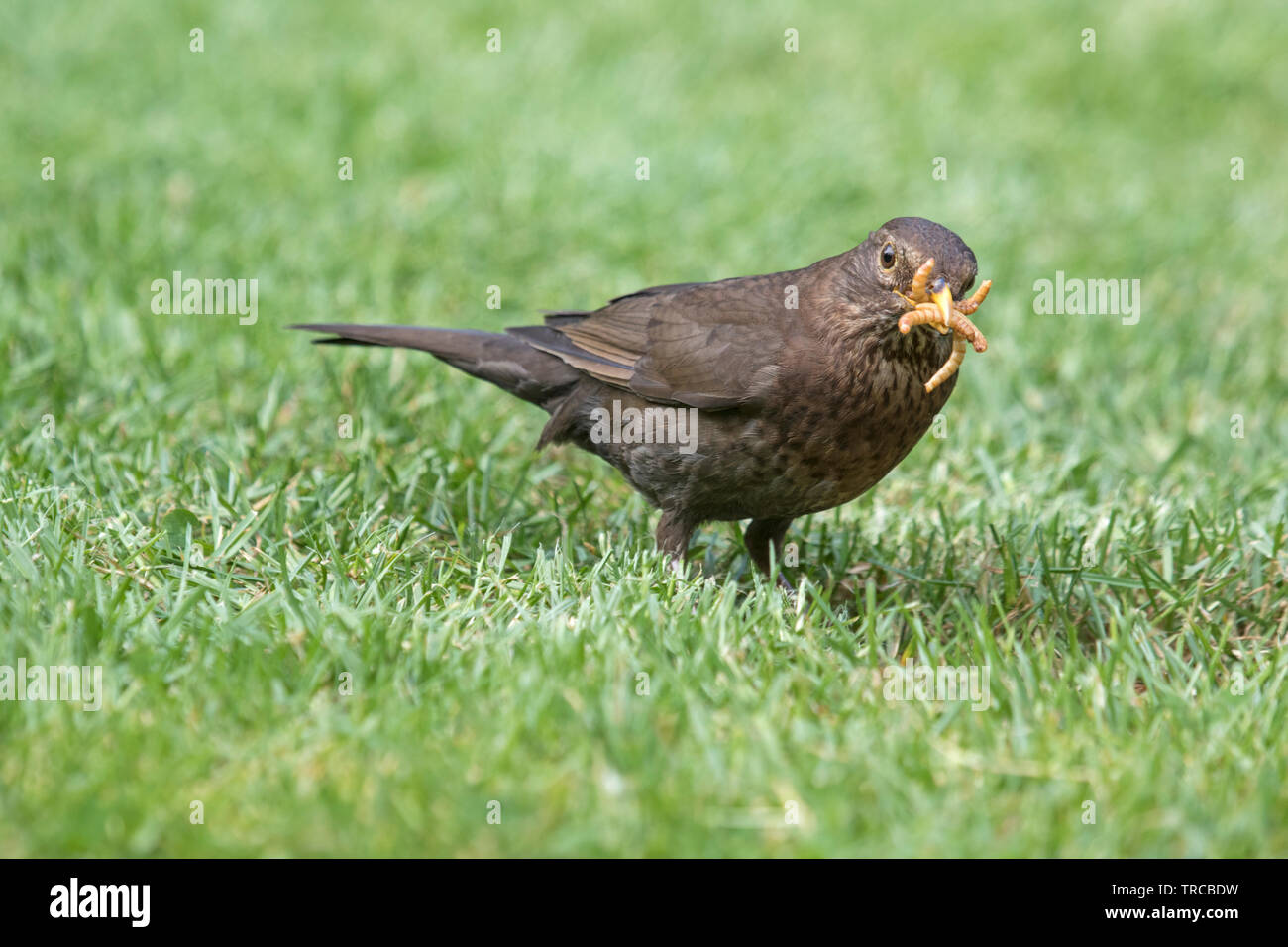 Eine weibliche Amsel Sammlung Mehlwürmer für Küken, England, Großbritannien Stockfoto