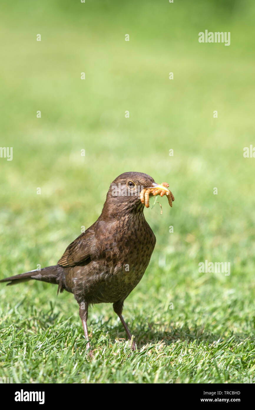 Eine weibliche Amsel Sammlung Mehlwürmer für Küken, England, Großbritannien Stockfoto