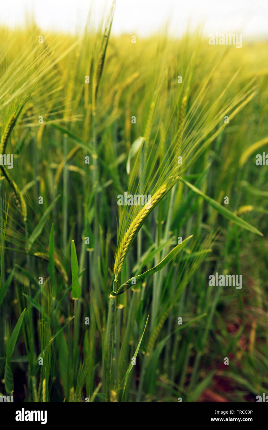 Weizenfelder in Devon Stockfoto