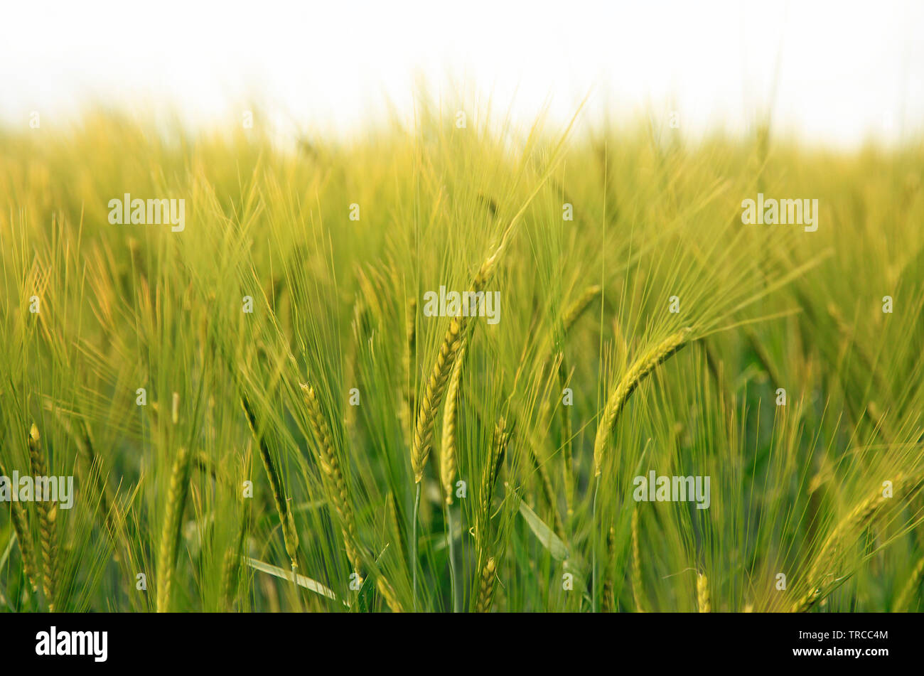 Weizenfelder in Devon Stockfoto