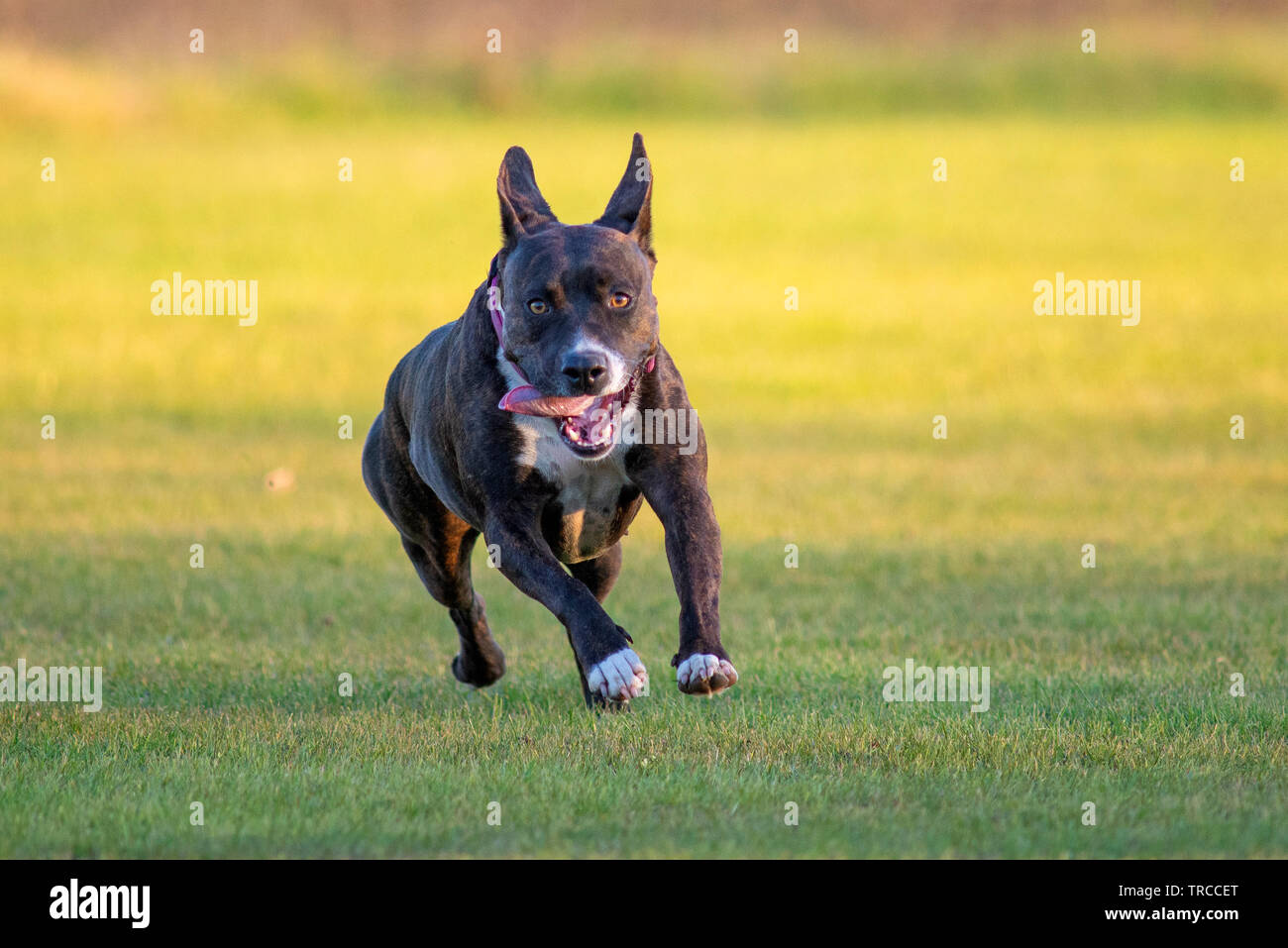 American Staffordshire Terrier läuft schnell und kostenlos Stockfoto