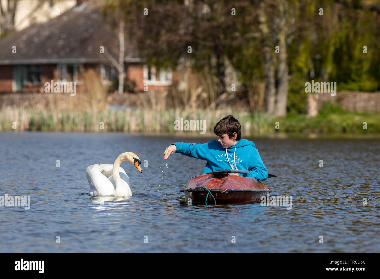 Teenager in einem Kajak Fütterung ein Schwan auf der Meare, Damme, Suffolk. Stockfoto