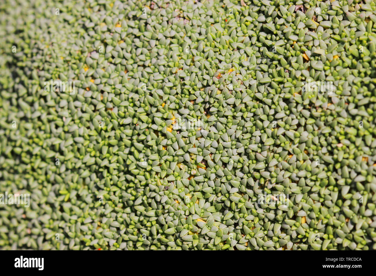 Makroaufnahme der alpinen Pflanzen im Botanischen Garten der Universität Wien Stockfoto
