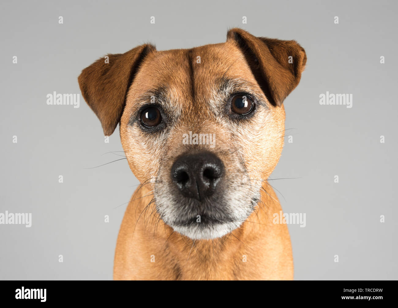 Patterdale Terrier, weiblich, 8 Jahre alt, UK. Stockfoto