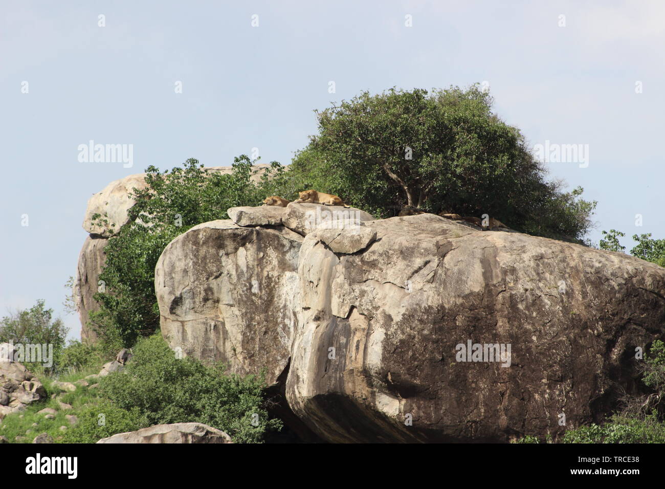 Safari in Tansania, Afrika Stockfoto