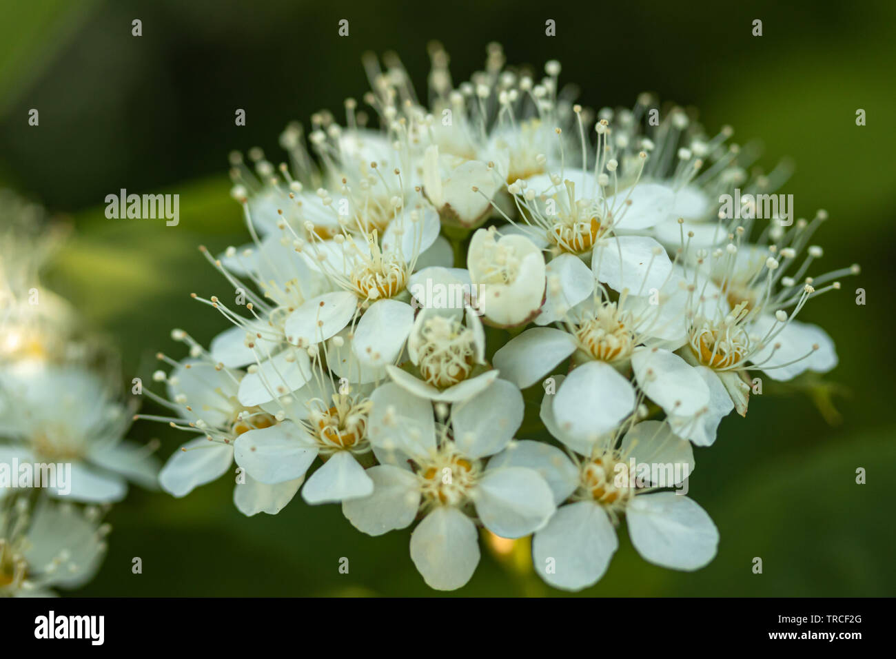 Blühende Strauch von spirea. Frühling. Spirea Blüte Stockfoto