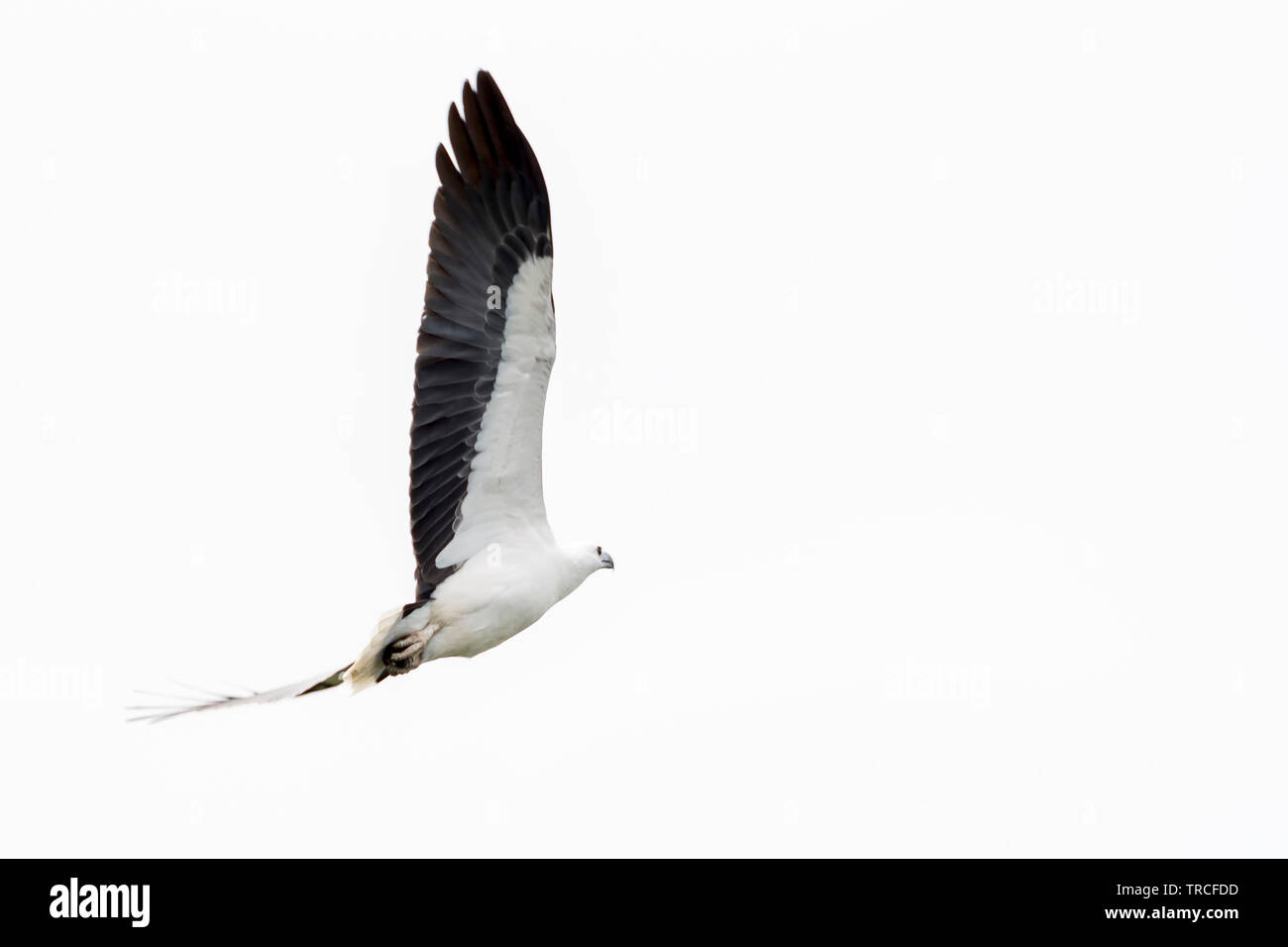 Schönen white-bellied sea Eagle in den Himmel über dem Kakadu National Park, Australien fliegen Stockfoto