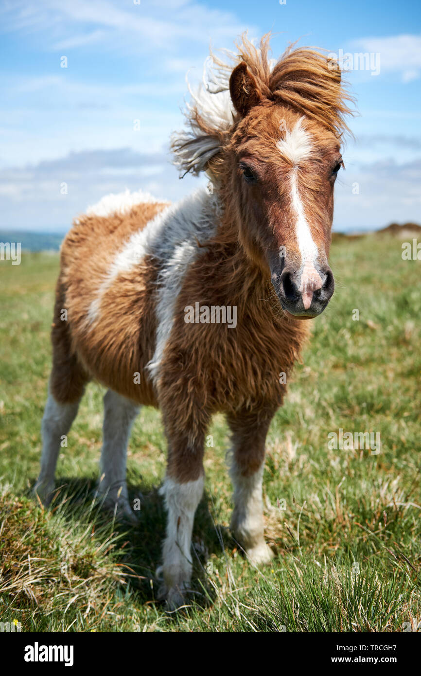 Eine braune und weiße Dartmoor Pony mit langen Winter Mantel auf der Heide Stockfoto