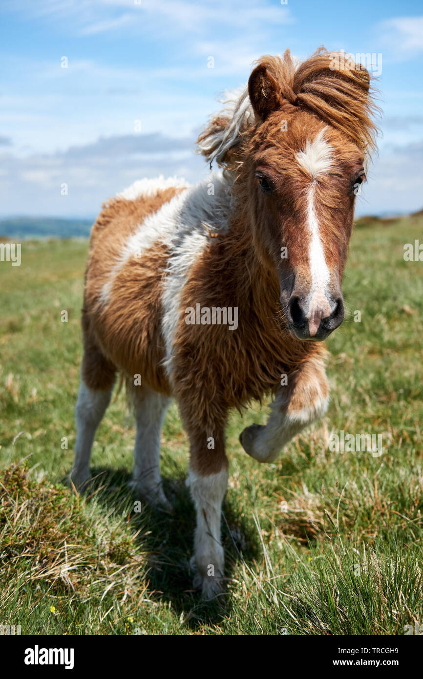 Eine braune und weiße Dartmoor Pony mit langen Winter Mantel auf der Heide Stockfoto