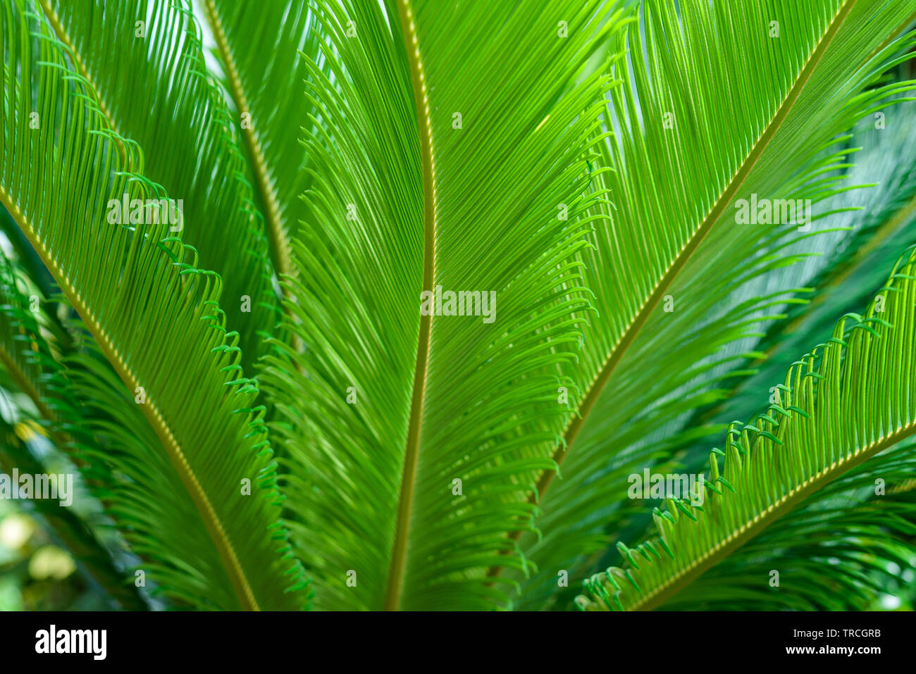 Blätter von Sagomark Palm - Cycas Revoluta. Stockfoto