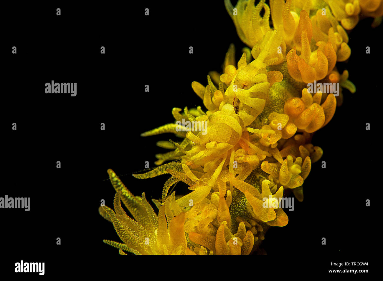 Sansibar Peitsche Coral Garnelen (Dasycaris zanzibarica) auf einem gelben Draht Coral (Cirrhipathes anguina), perfekte Tarnung, Lembeh Strait, Indonesien Stockfoto