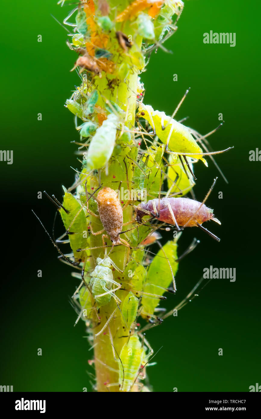 Grüne Fliegen oder Eiskaffee Kolonie auf den grünen Zweig auf grünem Hintergrund Makro Stockfoto